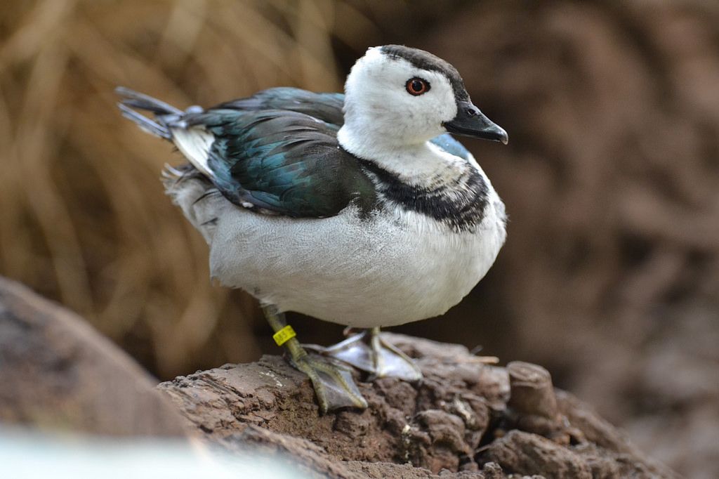 <p>Indian Pygmy Goose</p>