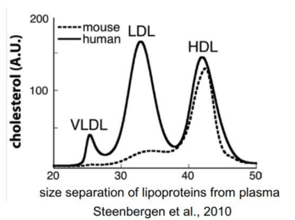 <p>Transgenic mice bc they do not express CETP = low LDL observed</p>