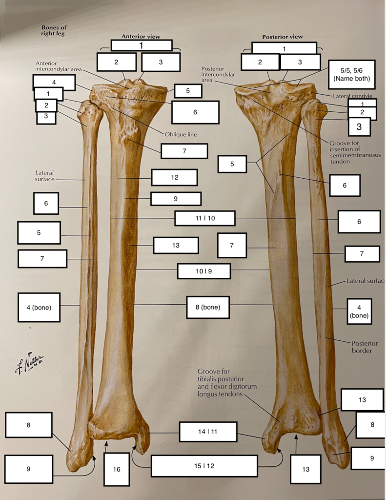 <p>1(tibia)</p>