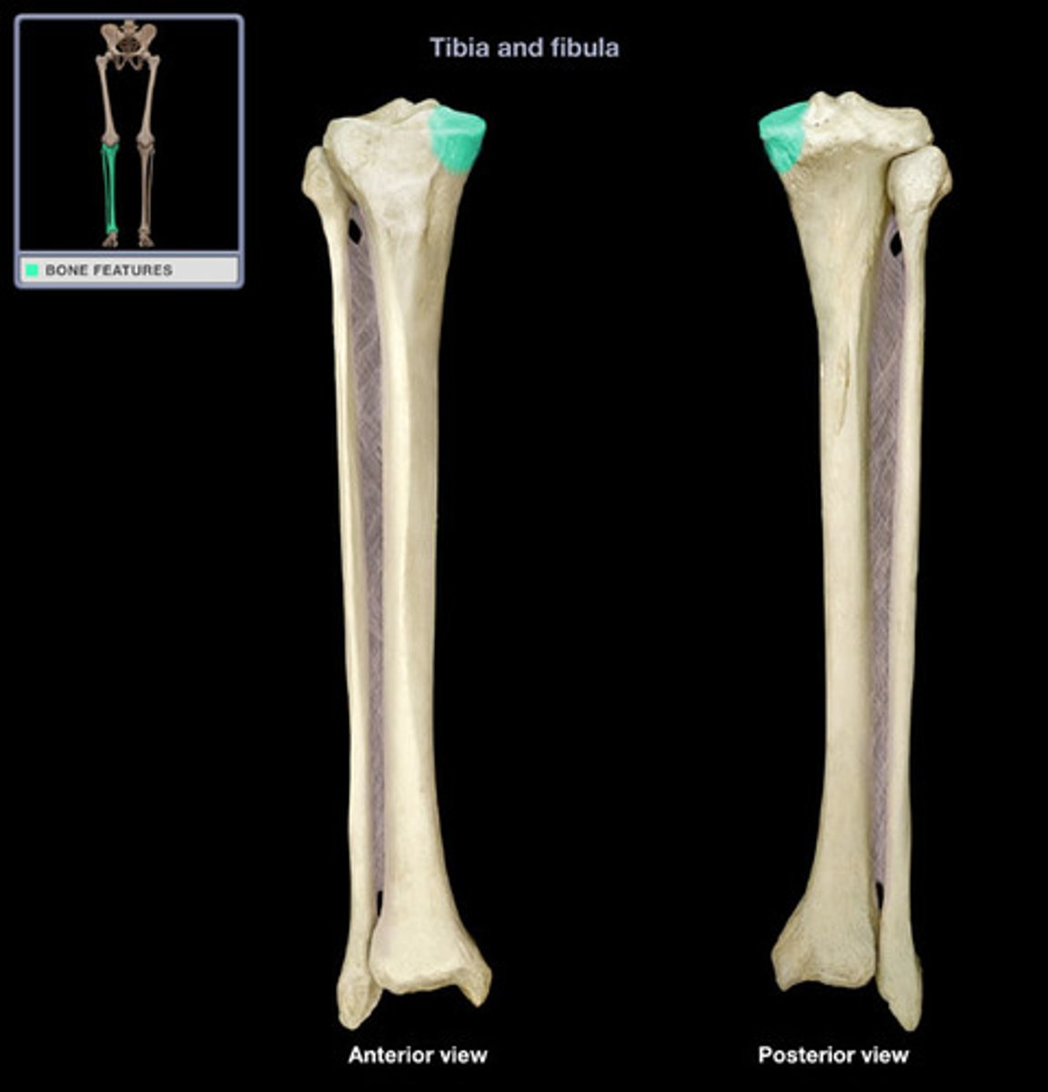 <p>slightly concave surface that articulates with the medial condyle of the femur</p>