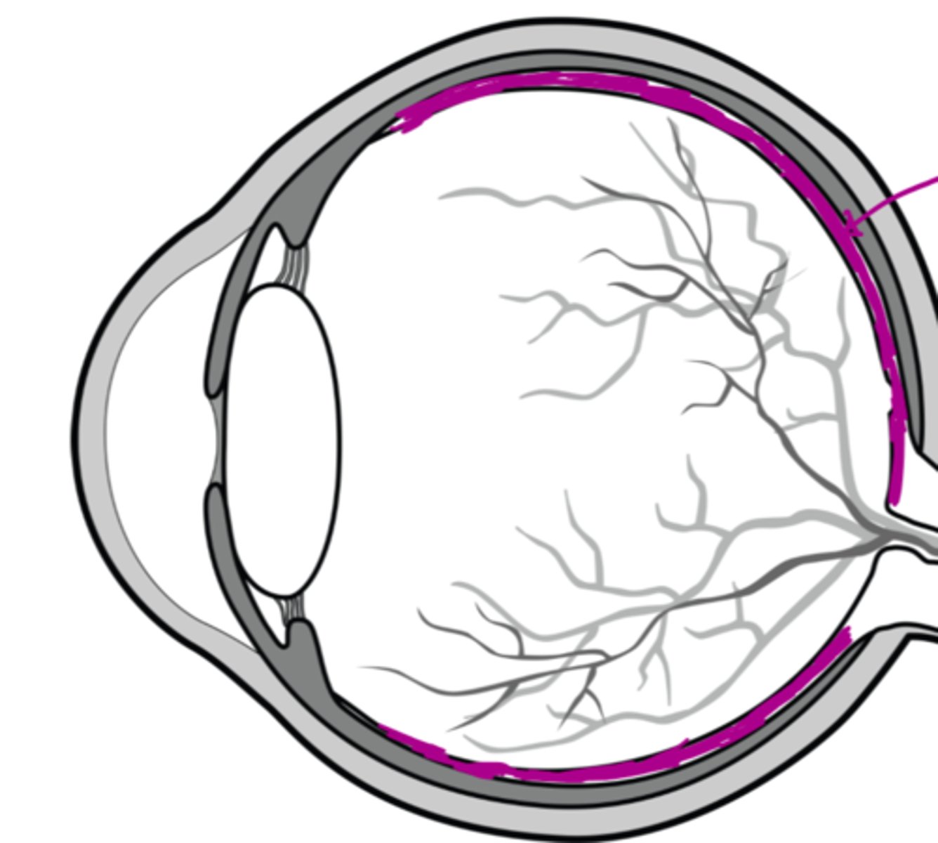 <p>Detects images focused by the cornea. Converts wavelengths of light into neuronal signals that become perceived visual images. Connected to the brain via the optic nerve.</p>