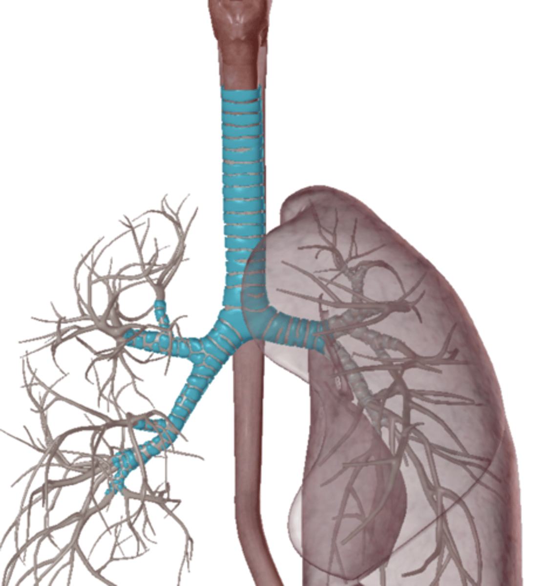 <p>Name the structure of Trachea</p>