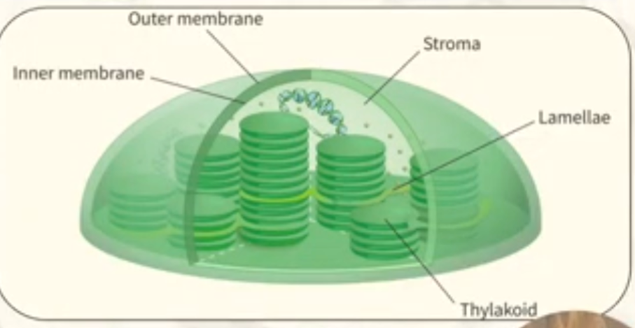 <p><strong>Double membrane</strong></p><ul><li><p><strong>Outer membrane</strong></p></li><li><p><strong>Inner membrane</strong></p></li></ul><p><strong>Thylakoids</strong>: flattened membrane-bound sacs (high SA:V ratio)</p><ul><li><p><strong>Thylakoid membrane </strong>surrounds it. Contains <strong>chlorophyll</strong> embedded, also location of light reaction</p></li><li><p><strong>Thylakoid Space/Lumen</strong> - inner region of thylakoid</p></li><li><p>arranged in stacks called <strong>grana/granum</strong></p></li></ul><p><strong>Stroma</strong>: fluid filled space between inner membrane and the thylakoid membrane. Contains enzymes and and calvin cycle material (location of Calvin cycle).</p><p></p>