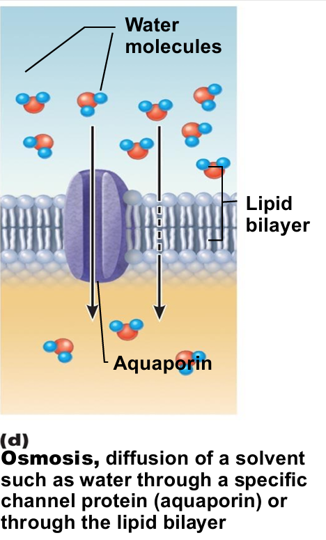 <p>Movement of water into or out of cells down a concentration gradient</p><ul><li><p>passive process</p></li><li><p>Movement of solvent (e.g., water) across selectively permeable membrane</p><ul><li><p>Water diffuses through plasma membranes</p></li><li><p>Through lipid bilayer</p></li><li><p>Through specific water channels called aquaporins (AQPs)</p></li></ul></li><li><p>Occurs when water concentration different on the two sides of a membrane</p><ul><li><p>Water concentration varies with number of solute particles because solute particles displace water molecules</p></li></ul></li></ul><p></p>