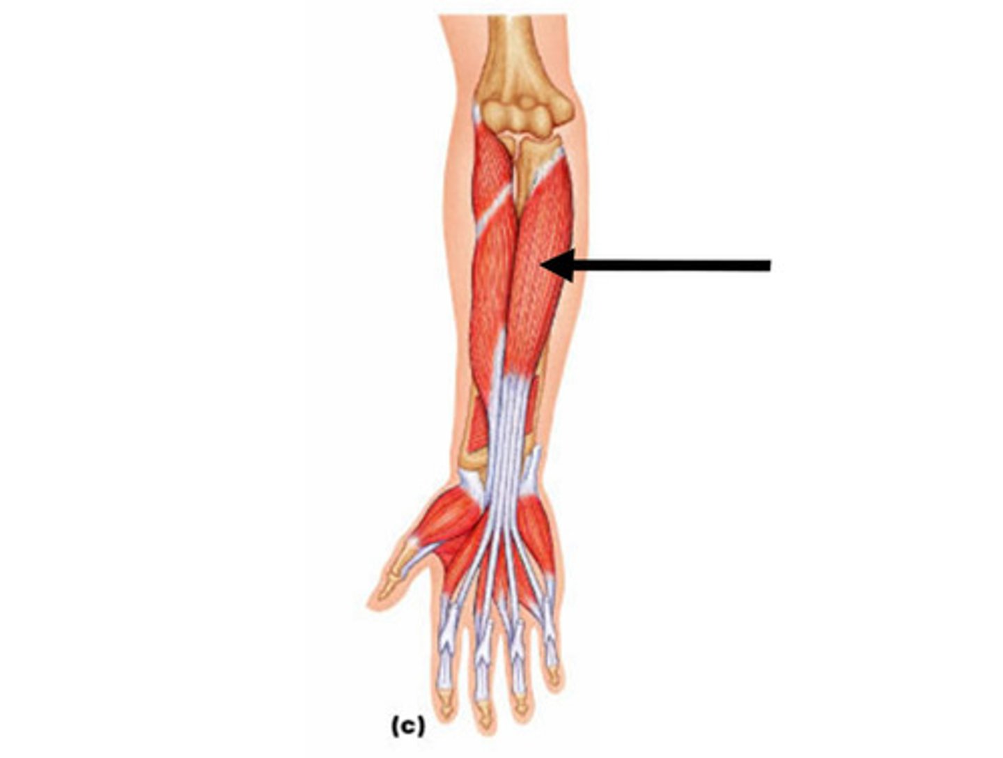 <p>flexes distal phalanges</p>