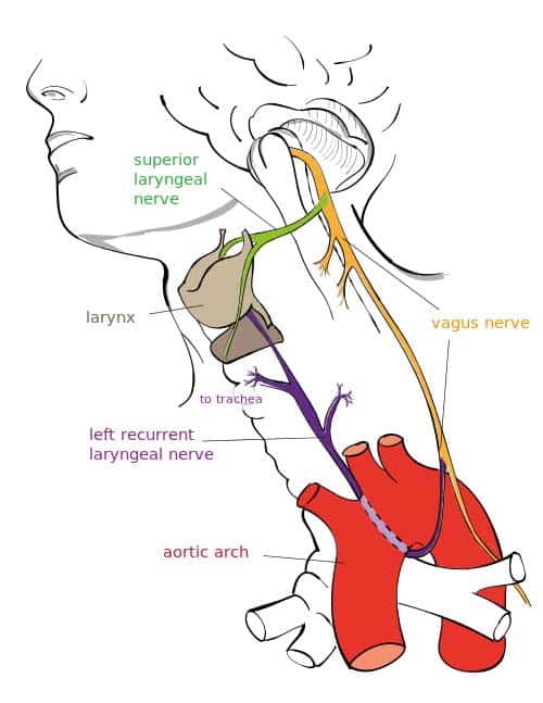 <p>Also known as “the wanderer”, both sensory and motor functions:</p><ul><li><p>innervates muscles of the soft palate, pharynx, and larynx through various branches</p></li><li><p><strong>important for speech/voice</strong></p></li></ul>