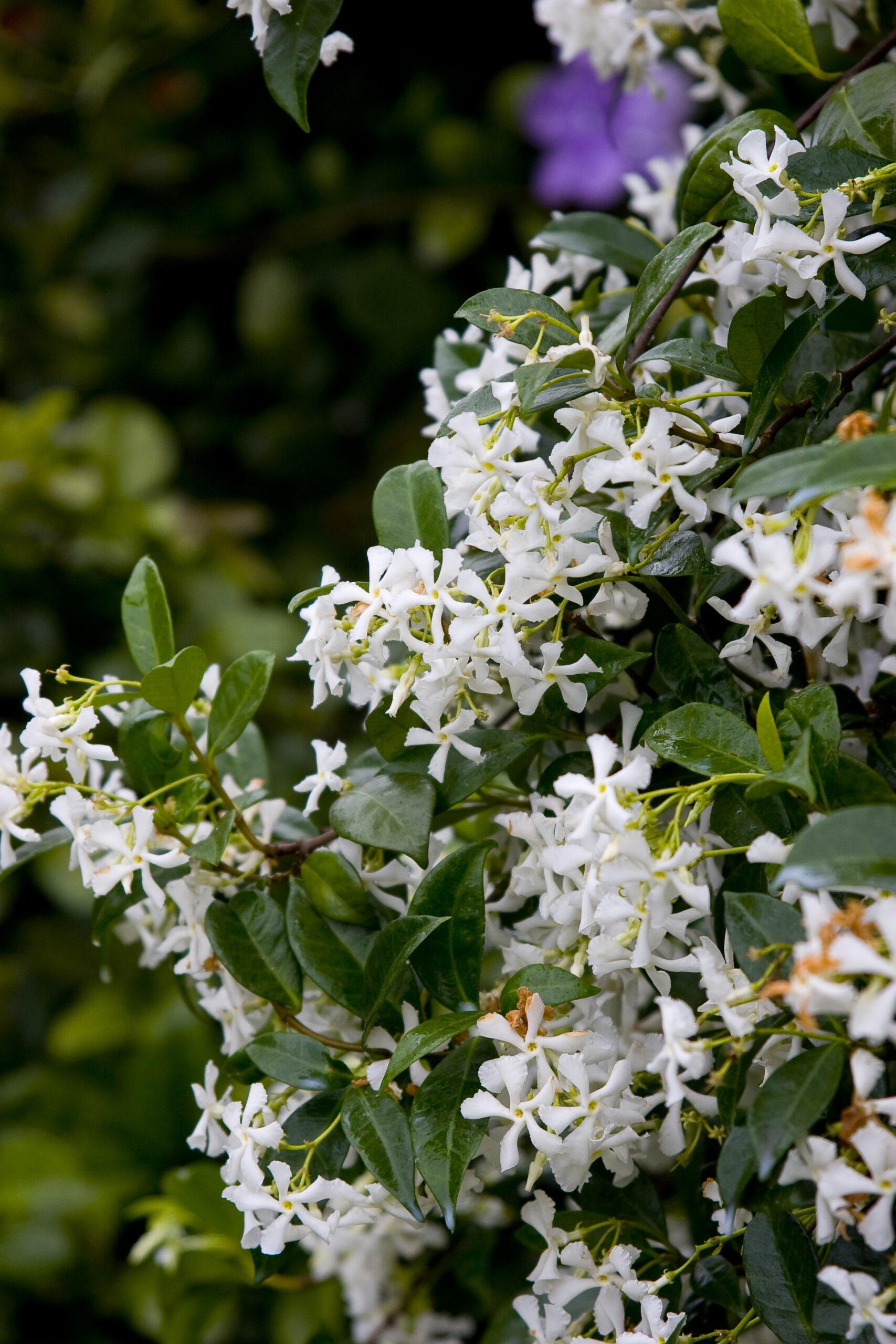 <p>Star jasmine - <em>Trachelospermum jasminoides</em></p>