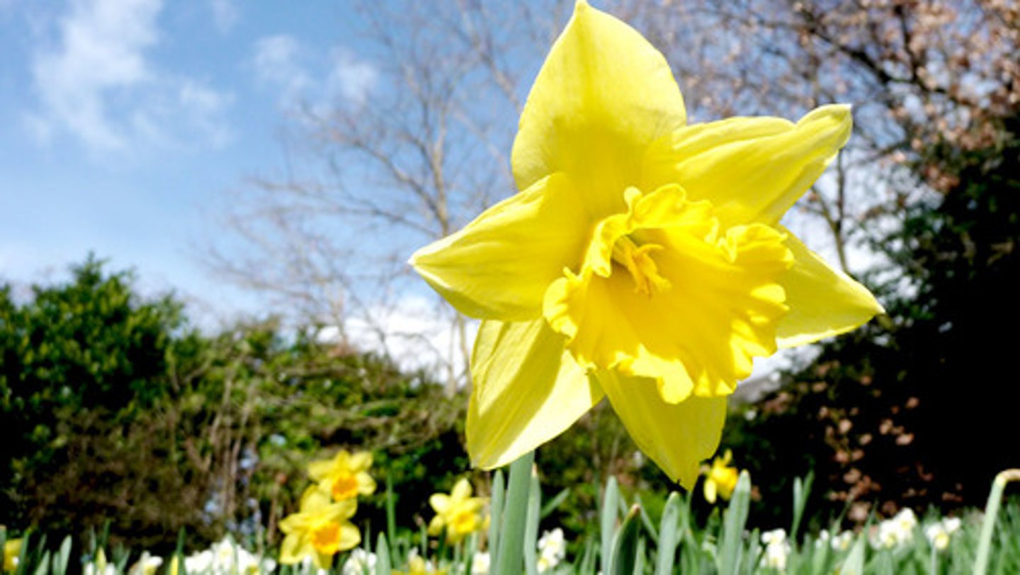 <p>sì jì rú chūn <br>spring-like all year round</p>