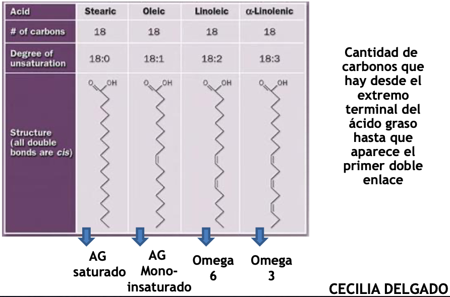 <p><strong>Saturados<em> (no esenciales)</em>:</strong> palmítico y esteórico.</p><p></p><p><strong>Insaturado <em>(esenciales)</em>:</strong> mono/di/poli insaturados.</p><p></p><p><strong>Omega 6 y 3:</strong> No se pueden sintetizar, se deben ingerir de la dieta. Son los más importantes desde el punto de vista nutritivo</p>