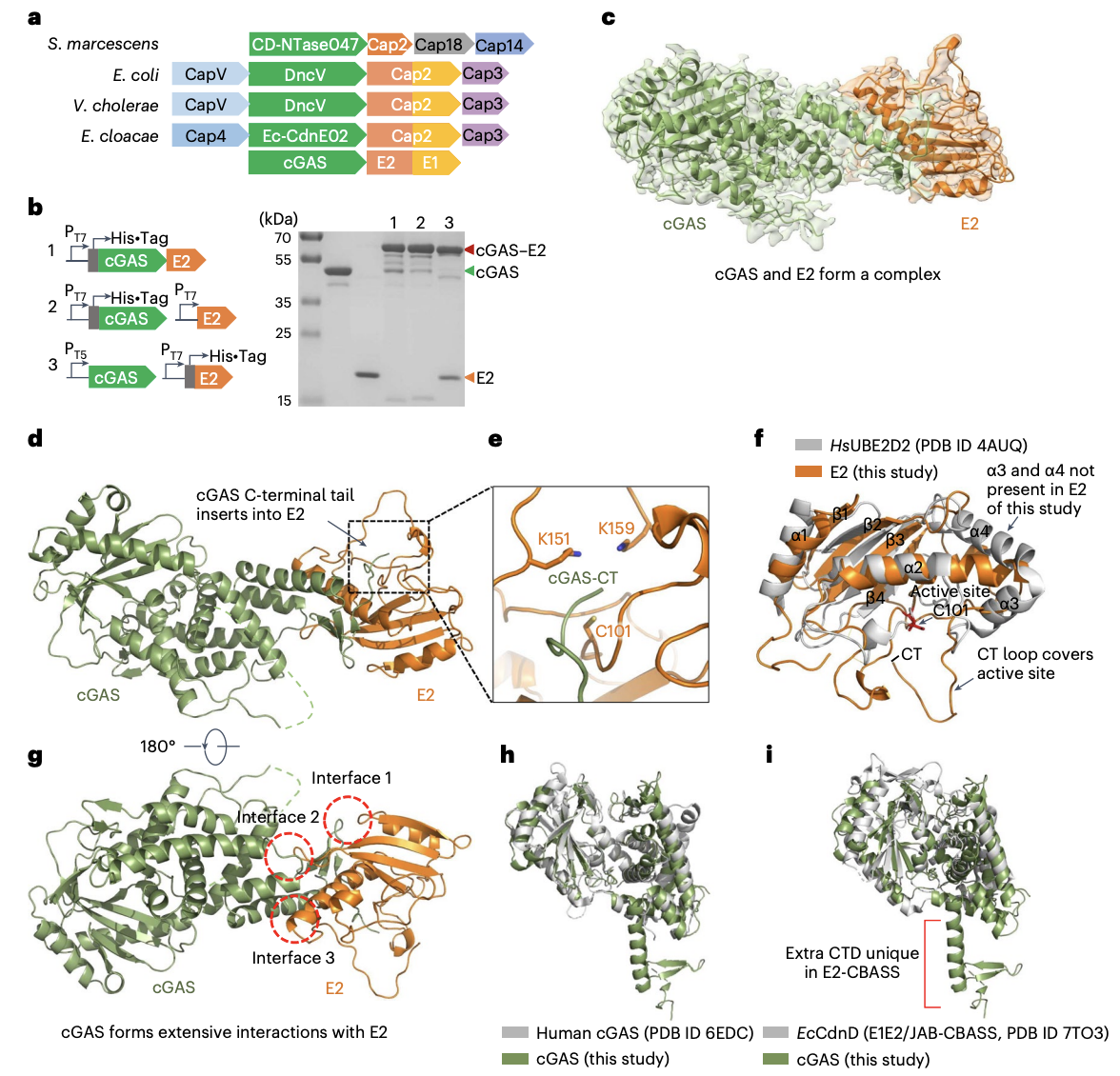 <p>FIGURE 1: <span>The cGAS and E2 Proteins Form a Unique Complex</span></p>