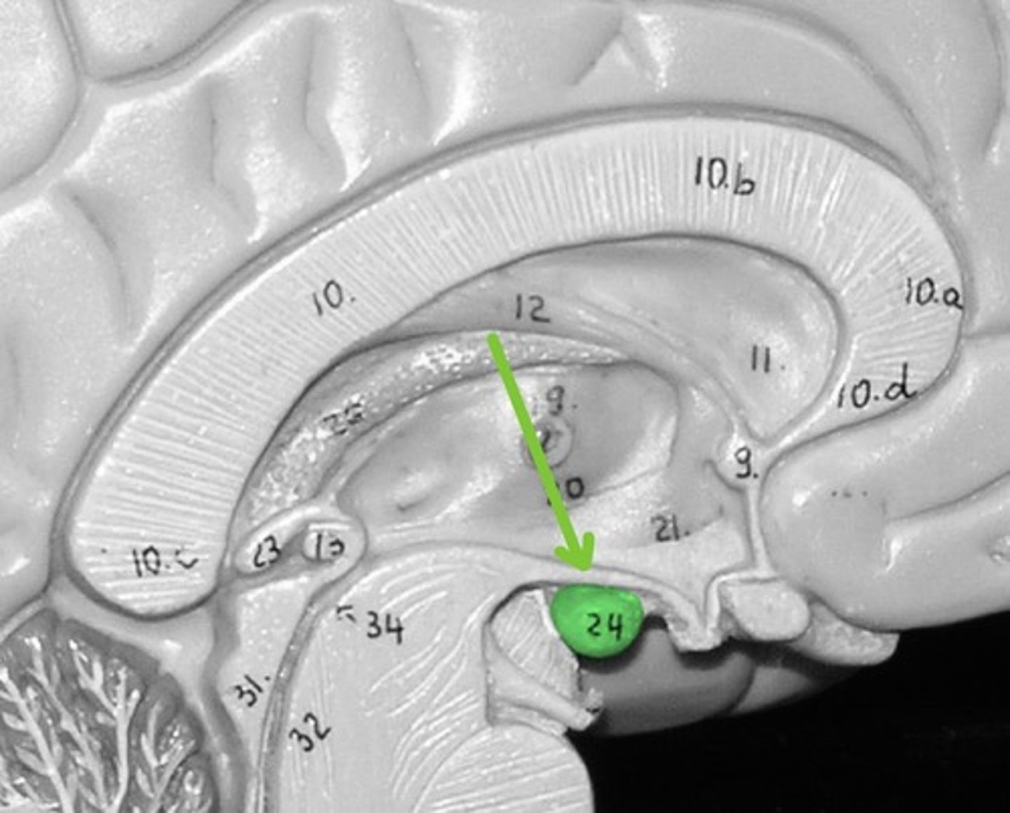 <p>Contains centers for feeding and memory</p>