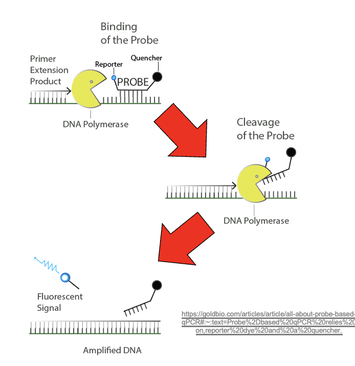 <p>Probes are another type of oligonucleotide with reporter dye and a quencher</p><p></p>