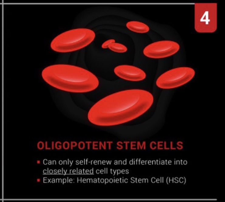 a stem cell that **can only differentiate into** a **few cell types**