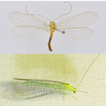 <p><span>Zeer zeldzaam. De zwartadergaasvlieg is een van de meest zeldzame soorten groene gaasvliegen. Er zijn slechts enkele waarnemingen gedaan in Oost- en Zuid-Nederland. Het is een relatief grote soort met een gele lengtestreep over de rug en zonder vlekken op de kop of op het lijf. Zeer kenmerkend is de bijna volledig zwarte vleugeladering, vandaar de naam zwartadergaasvlieg.</span></p>