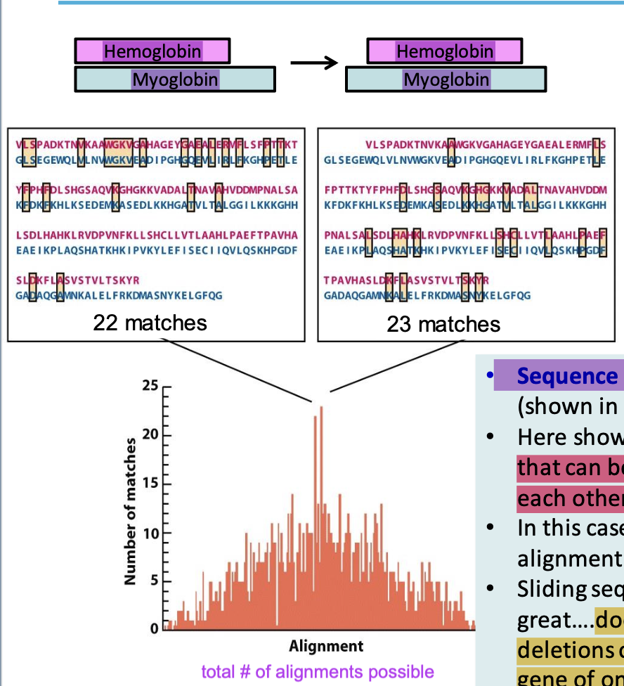 <p>Process of systematically aligning 2 sequences w/ respect to each other in order to identify regions of specific overlap.</p><p>✦ If the alignment score is higher than the scores gotten by random shuffling, it proves that the alignment was likely not by chance</p>