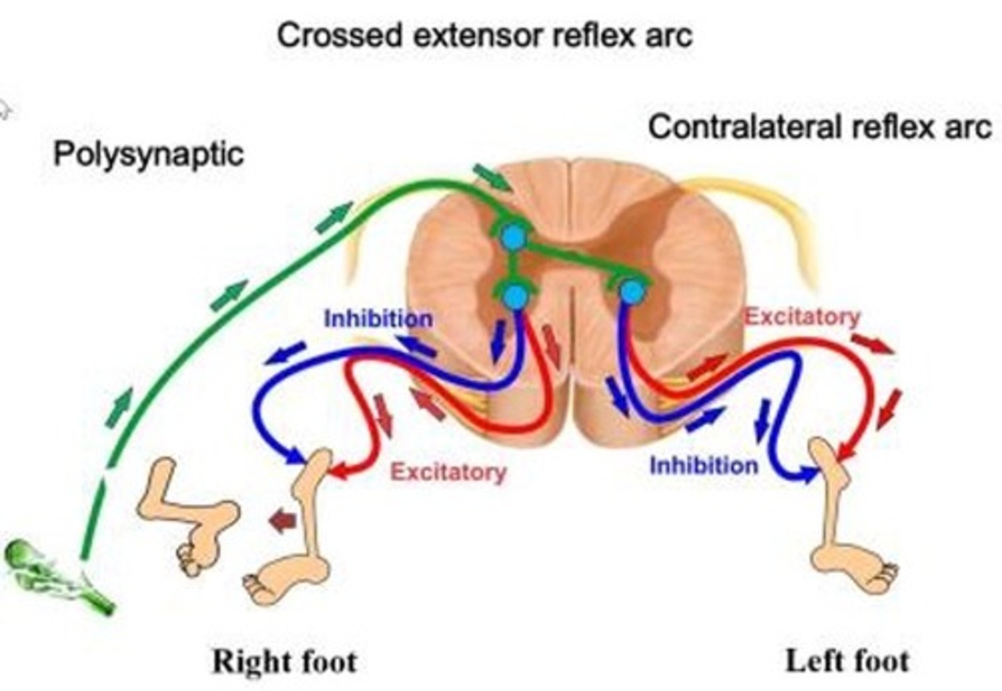 <p>sensory impulses enter one side of the spinal cord and motor impulses exit on the opposite side</p>