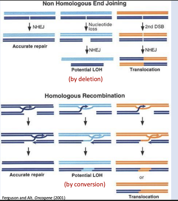 <p>High	</p><p>Can create harmful gene fusions or misregulation, associated with cancer</p>