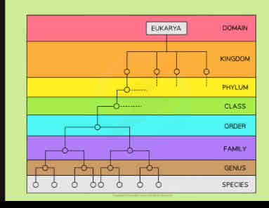 <p>a system of ranked categories or levels</p>