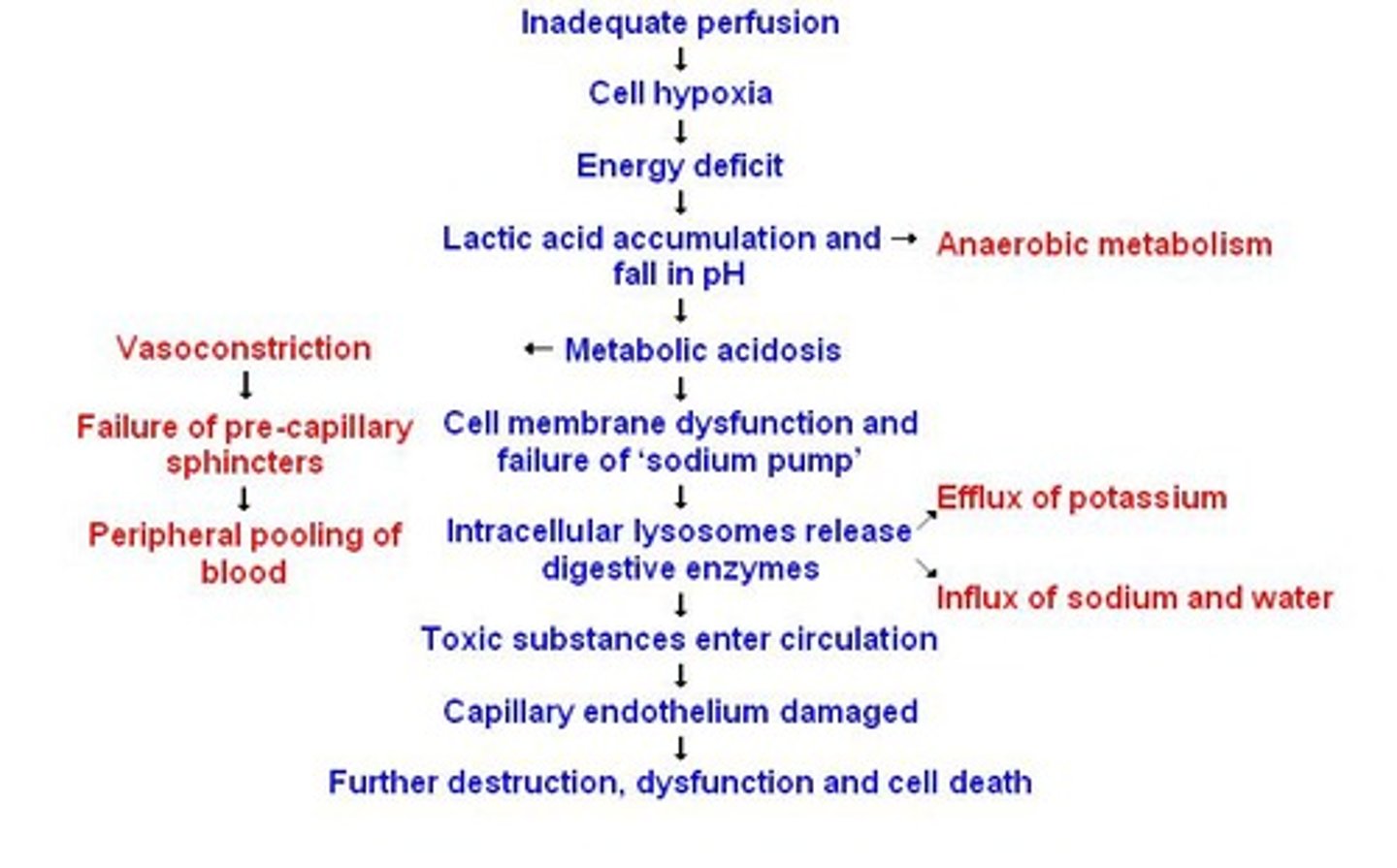 <p>Tissue perfusion becomes compromised, leading to anaerobic metabolism and production of lactic acid.</p>