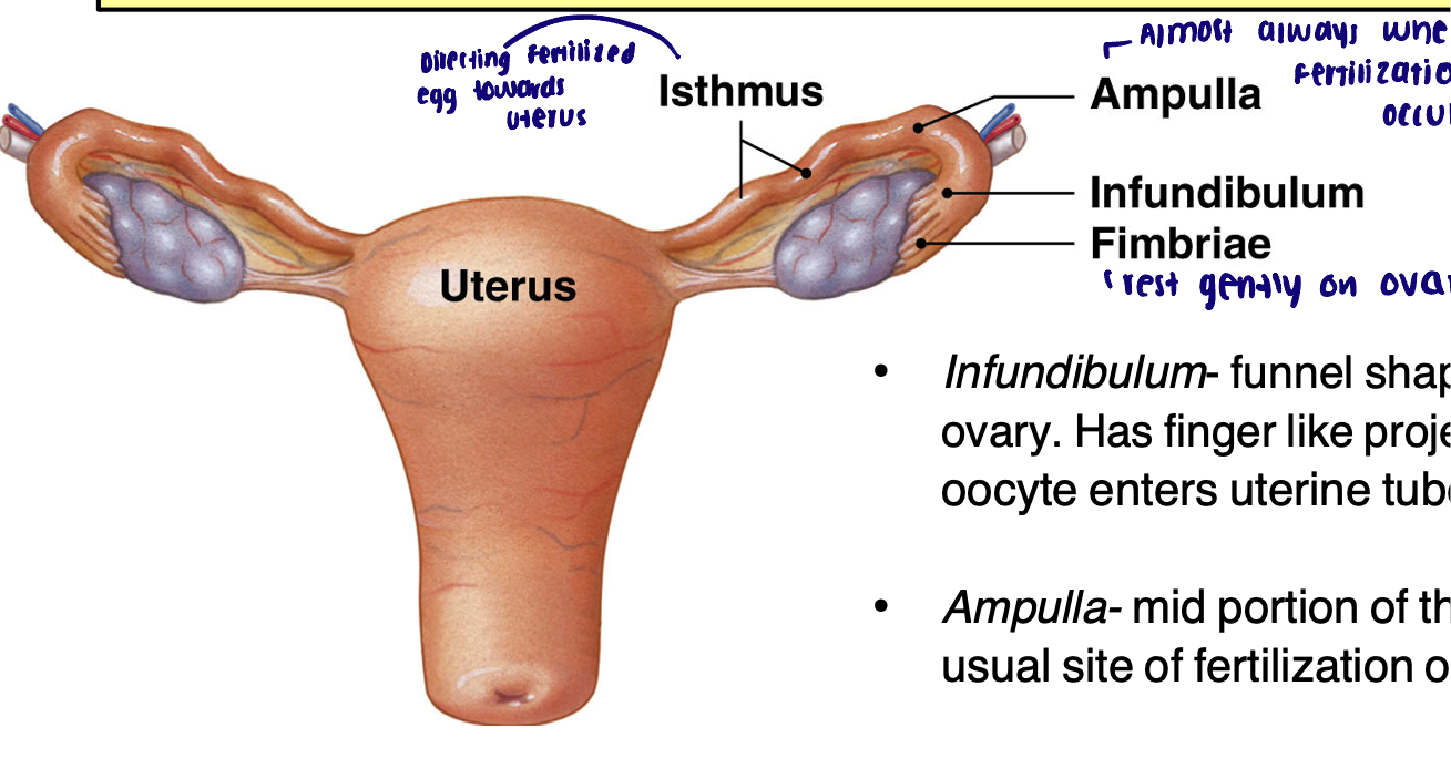 <ul><li><p>Around 5 inches in length, smooth muscular tubes lined with ciliated epithelium </p></li><li><p>Infundibulum: funnel shaped segment adjacent to ovary, has finger like projections called fimbriae. Ovulated oocyte enters uterine tube at the infundibulum </p></li><li><p>Ampulla: mid portion of the tube, the ampulla is the usual site of fertilization of oocyte </p></li><li><p>Isthmus: segment that connects to the uterus </p></li></ul><p></p><p>An early embryo travels down the uterine tube and implants in the uterus approximately 5-9 days post fertilization </p><p></p>