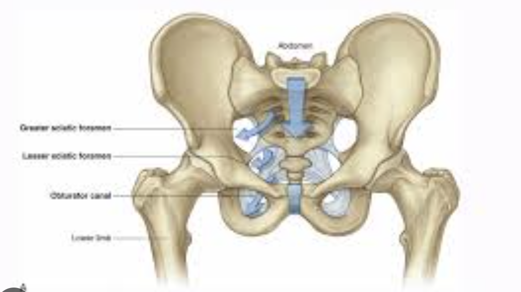 <ul><li><p>greater: from lesser pelvis to gluteal region</p></li><li><p>lesser: from perineum to gluteal region </p></li></ul><p></p>
