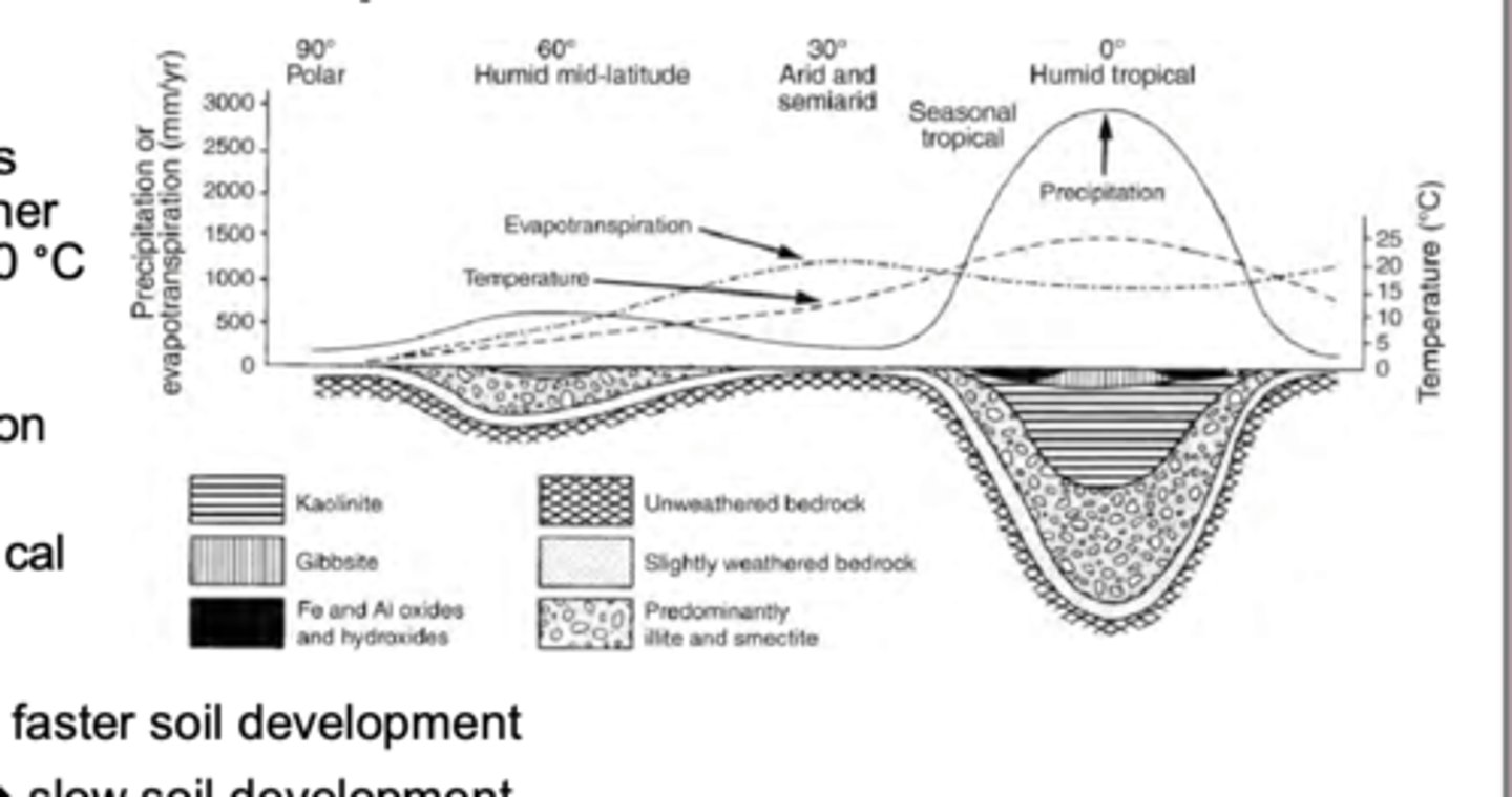 <p>climate=temperature + precipitation</p><p>Chemical reactions occur faster in higher temperatures (a 10 degree C increase in temperature doubles the rate of of a biochemical reaction)</p><p>Chemical reactions occur faster in water</p><p>Therefore, hot/wet climates have faster soil development and cold/dry climates have slow soil development</p>