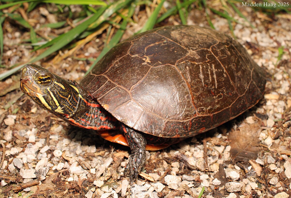 <p>Eastern Painted Turtle</p>