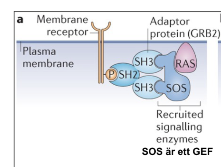 <p>När receptorer fosforyleras kan adaptorproteiner binda in via sin <strong>SH2</strong>-domän och rekrytera andra proteiner genom sin <strong>SH3</strong>-domän. </p>