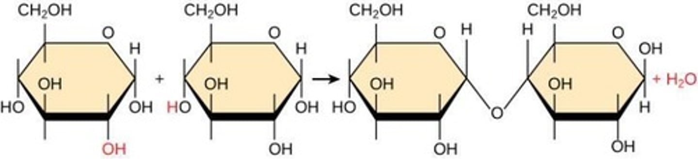<p>Formed by linking two glucose molecules through dehydration synthesis.</p>
