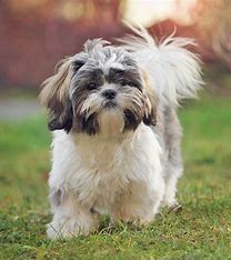 <p>they are kinda old japaness ladys and have tghe rubber band on there head kinda stereotypical </p>