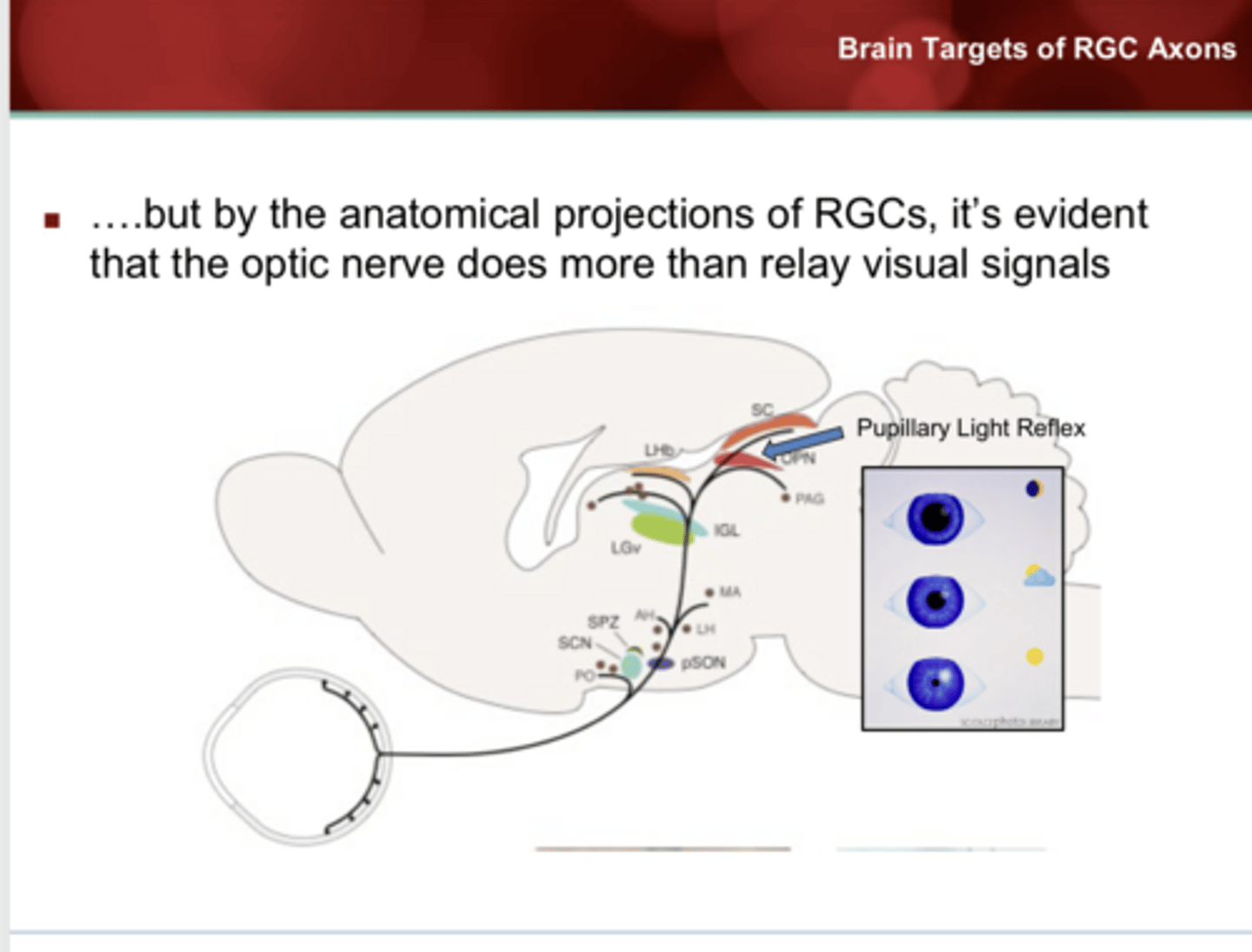 <p>Non-LGN Targets of RGC Axons</p><p>What is the function of the pretectum (olivary pretectal nucleus)?</p>