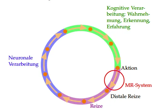 <p>→ MR-Systeme ersetzen distale Stimuli der realen Welt durch computergenerierte</p>