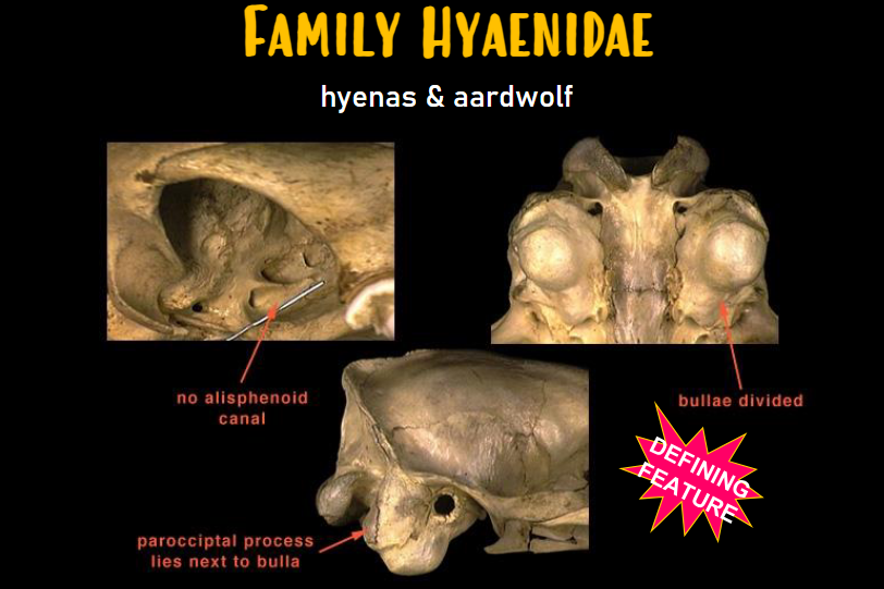 <p>Skull Characteristics: Carnivora - Hyaenidae - hyenas &amp; aardwolf</p>