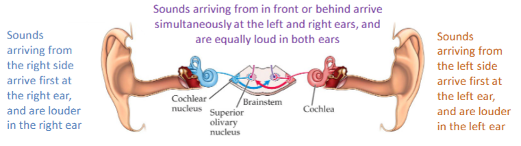 <p><strong>bilateral </strong>projection: some cochlear nucleus axons target ipsilateral superior olive, others cross to target contralateral</p><p>superior olive receives <strong>binaural input</strong> (input from both ears), this helps inferior colliculus perform <em>auditory localization</em> by comparing a sound’s loudness &amp; arrival time at one ear vs the other</p>