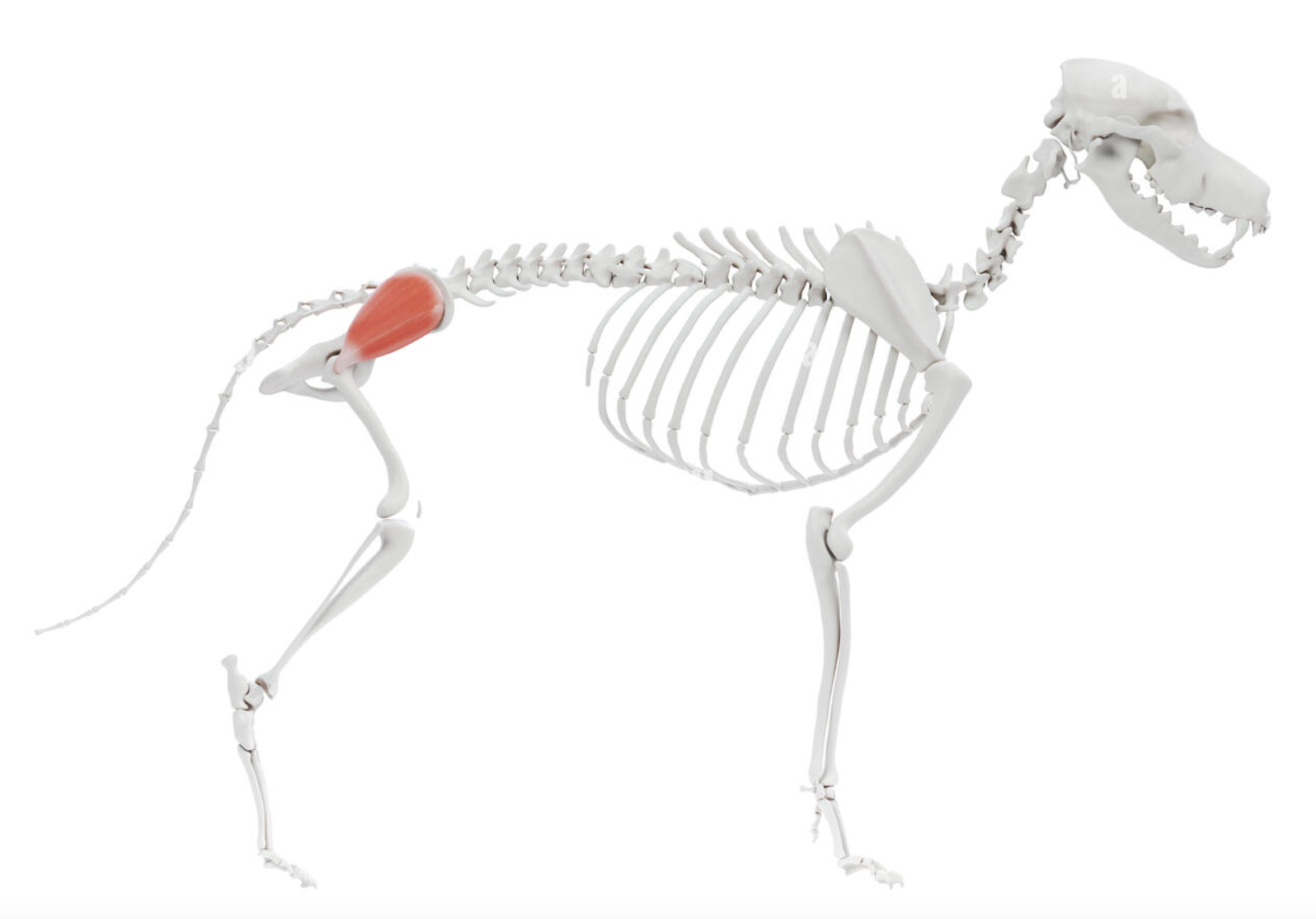 <p>A major muscle in the hip responsible for hip extension and abduction. Also helps stabilize the pelvis during locomotion especially during single leg stance. </p>