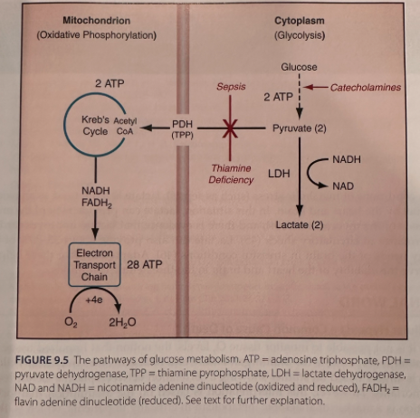 <ul><li><p><span>Located in the cytoplasm</span></p></li><li><p><span>Operates in the presence or absence of oxygen</span></p></li><li><p><span>Pivotal point with formation of pyruvate</span></p><ul><li><p><span>When O2 is available, pyruvate moves into mitochondria via the enzyme pyruvate dehydrogenase</span></p></li><li><p><span>When O2 is not available, pyruvate is reduced to lactate using the enzyme lactate dehydrogenase (LDH)</span></p></li></ul></li></ul><p></p>