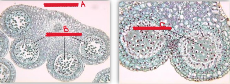 <ol><li><p>identify the whole structure (A)</p></li><li><p>identify b and c</p></li></ol><p></p>