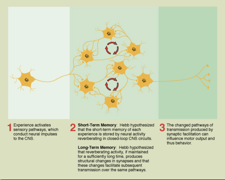 <p><strong>Step 1: Experience activates a pathway (yellow/light activation)</strong> </p><ul><li><p>Incoming sensory info activates certain neurons.</p></li></ul><p> <strong>Step 2: Short-term memory — neurons fire together repeatedly</strong> </p><ul><li><p>The activated neurons keep firing in loops (reverberation).</p></li><li><p>Think of this as the <strong>light red stage</strong> in the top image: active but not yet strengthened.</p></li></ul><p> <strong>Step 3: Long-term memory — connections strengthen</strong> </p><ul><li><p>With continued co-activity, the synapses undergo structural + metabolic change.</p></li><li><p>This corresponds to the <strong>dark red strong-connection stage</strong> from the first image.</p></li><li><p>This strengthened path becomes a <strong>long-term memory trace</strong></p></li></ul><p></p>