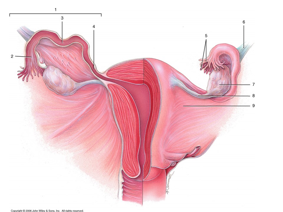 <p>Where is the isthmus where ectopic pregnancy can occur</p>