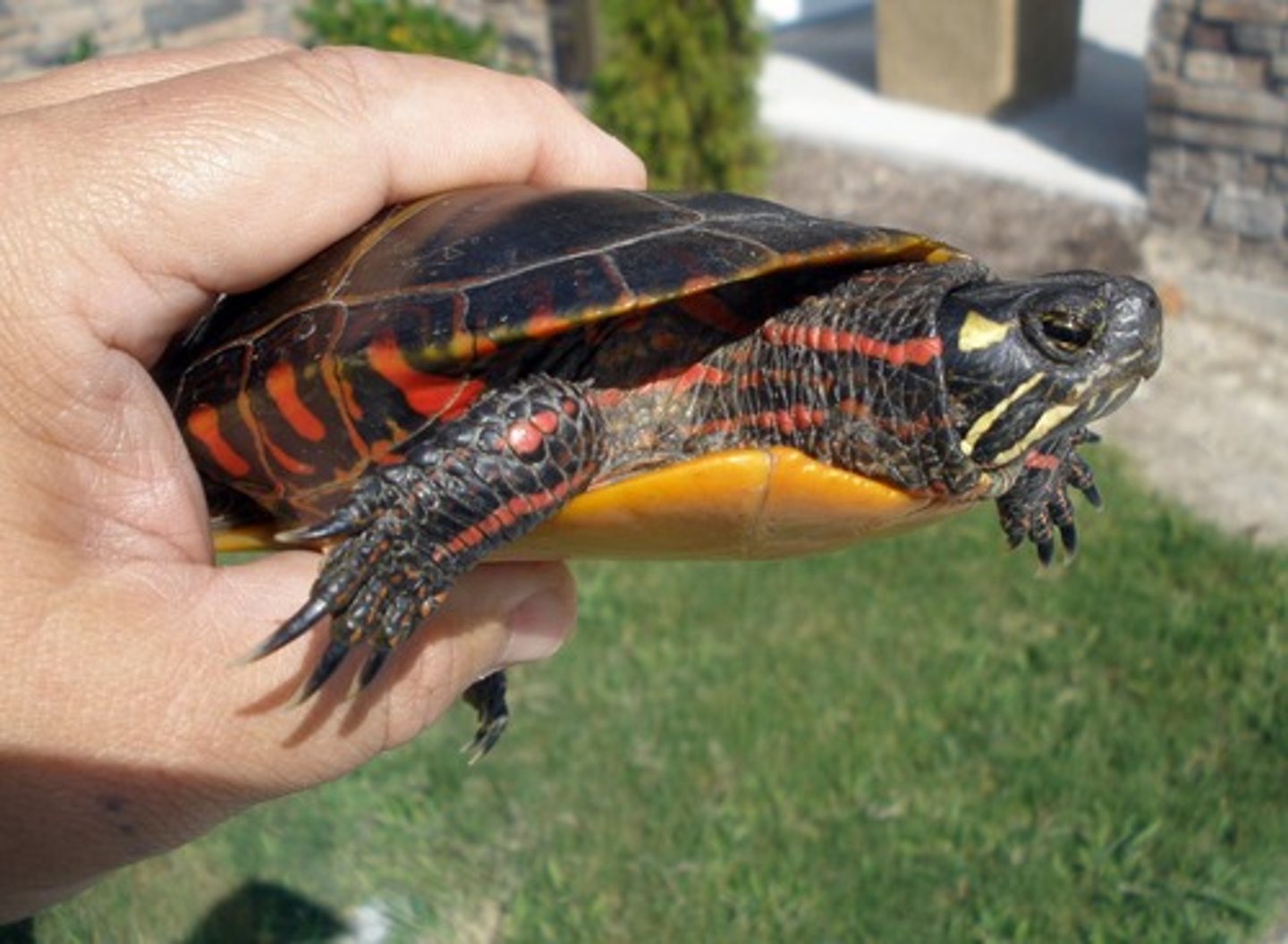 <p>Chrysemys picta</p>