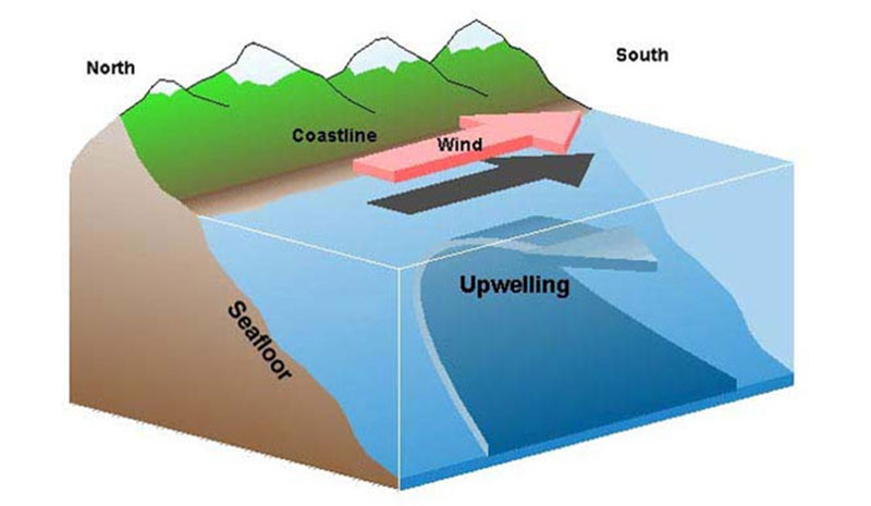 <p>Upwelling</p>