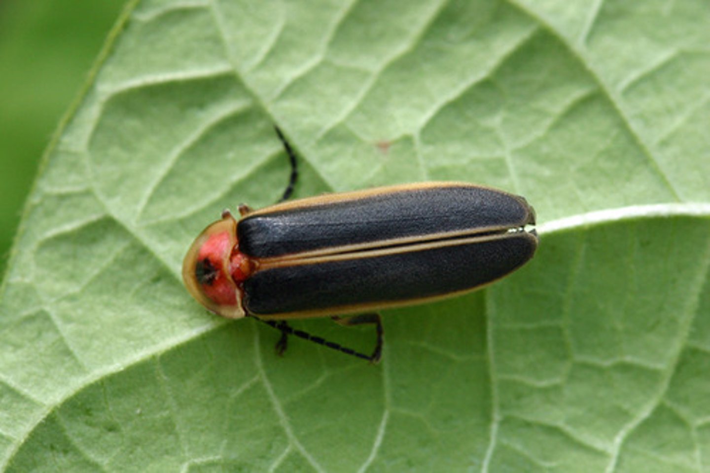 <p>Beetle Family</p>