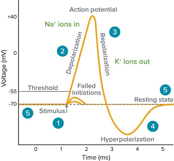 <p>The membrane potential returns toward resting levels as K⁺ leaves the cell.</p>