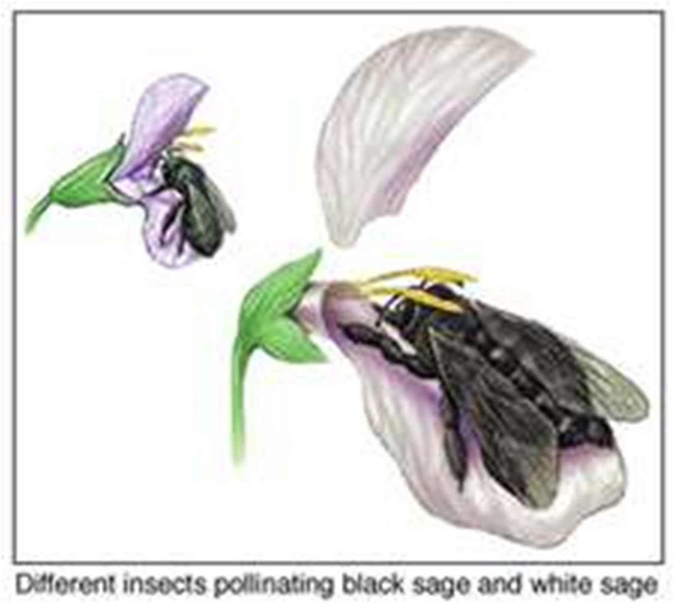 <p>Morphological differences prevent fertilization.</p>