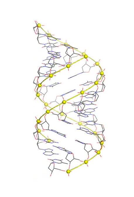 <p>Right-handed, 11 bp/turn, short & wide (24.6 Å pitch). Forms under dehydrated conditions</p><p></p>