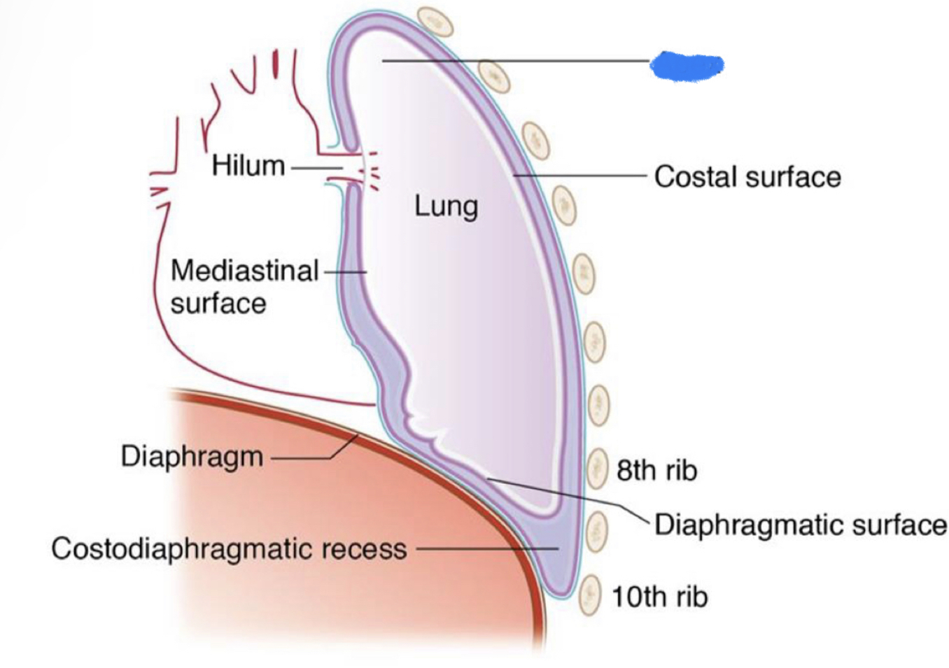What structure is highlighted in blue?