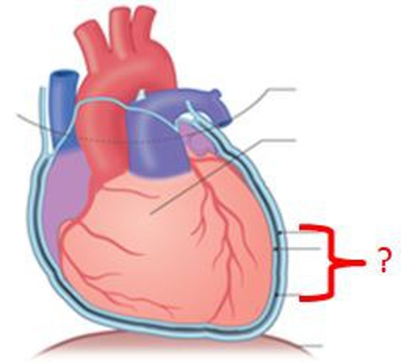 <p>double walled sac around the heart that anchors and protects</p>