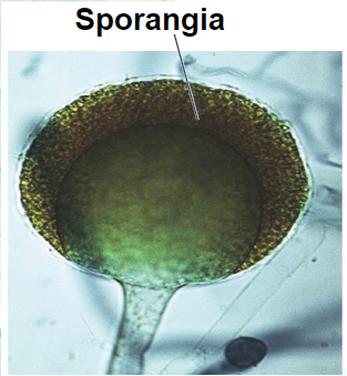 <p>a structure in certain plants and other organisms that is charged with making and storing spores</p>