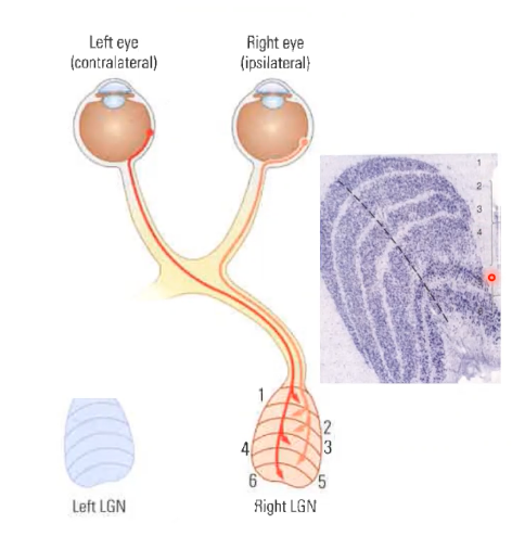 <p>Lateral geniculate nucleus located in the thalamus</p><ul><li><p>LGN, maintains a retinotopic (i.e. topography)</p><ul><li><p>6 layers of the 'retinal map' consists of parvocellular (1-4) and magnocellular (5,6) cells</p></li><li><p>The <strong>lateral geniculate nucleus (LGN)</strong> is called a <strong>retinal map</strong> because it preserves the spatial layout of the retina — neighboring points on the retina project to neighboring points in the LGN. This <strong>retinotopic organization</strong> keeps the visual scene’s structure intact as it’s relayed to the visual cortex.</p></li></ul></li></ul><ul><li><p>Parvocellular cells are small, integrate signals from cones and necessary for colour and form</p></li><li><p>Magnocellular cells are large, integrate signals from rods, involved in movement, depth and Irradiance</p></li></ul><p></p>