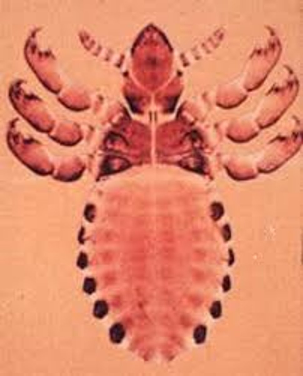 <p>ŘÁD- česky, latinsky</p><p>Podřád-/</p><p>Infrařád-/</p><p>Čeleď-/</p><p>rod-/</p><p>druh-/</p><p>(končetiny přichycovací, oči redukované, menší hlava než všenky, vajícka hnidy)</p>